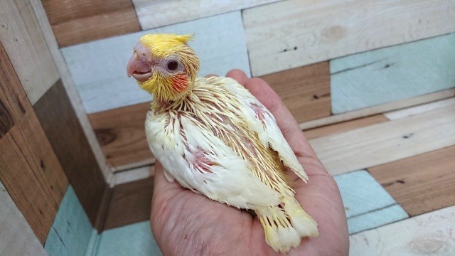 オカメインコ