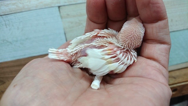 アルビノ文鳥
