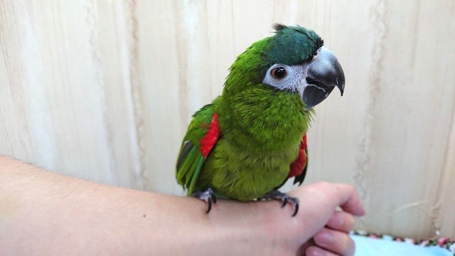 コミドリコンゴウインコ