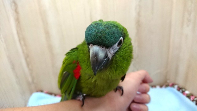 コミドリコンゴウインコ