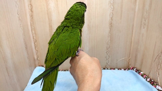 コミドリコンゴウインコ