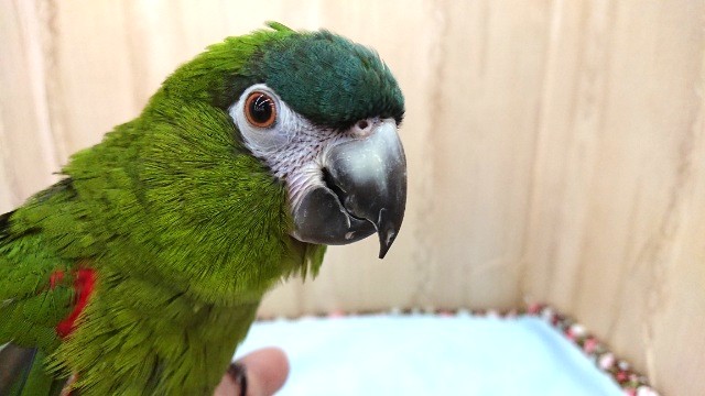 コミドリコンゴウインコ