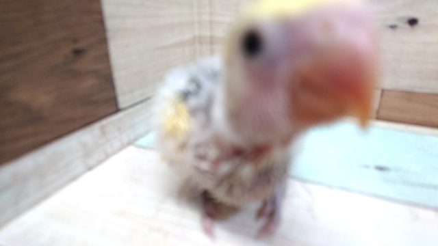 コザクラインコ（小桜インコ）