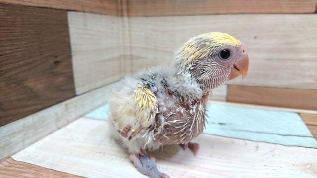 コザクラインコ（小桜インコ）