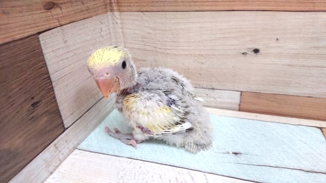 コザクラインコ（小桜インコ）