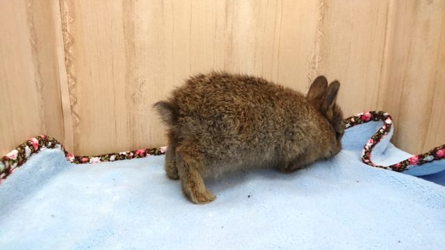 ドワーフラビット