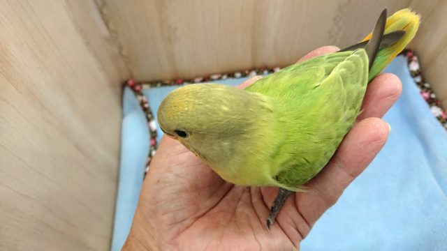 コザクラインコ（小桜インコ）