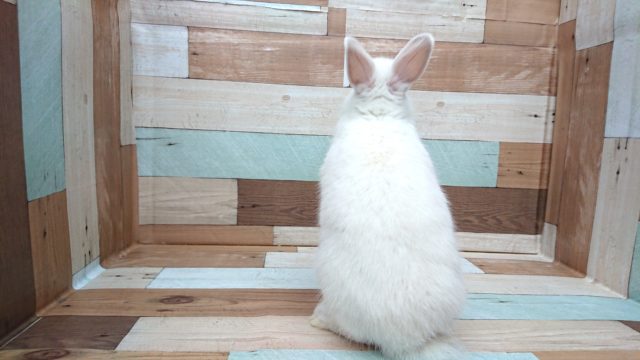 ドワーフラビット