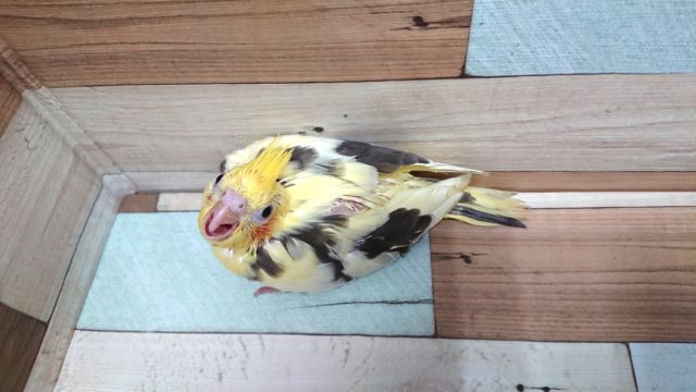 オカメインコ