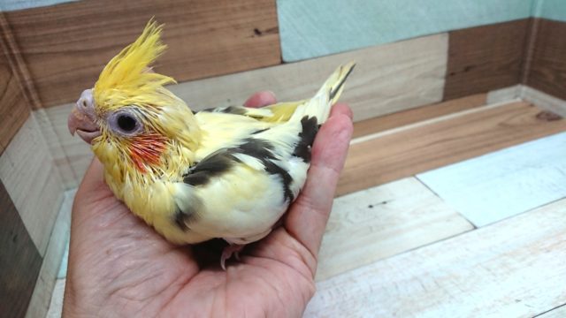 オカメインコ