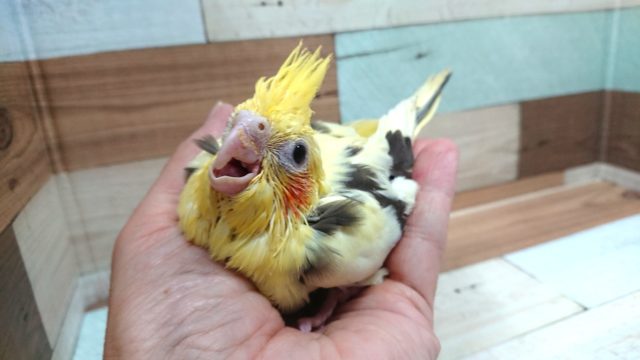 オカメインコ