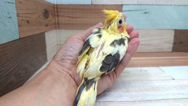 オカメインコ