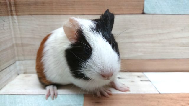 イングリッシュモルモット