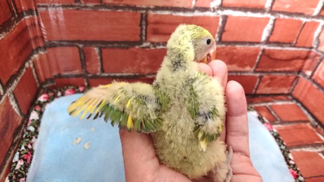 コザクラインコ（小桜インコ）