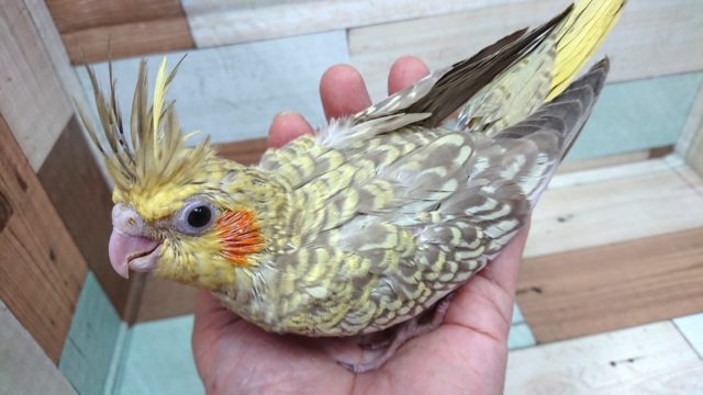 オカメインコ