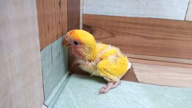 コザクラインコ（小桜インコ）