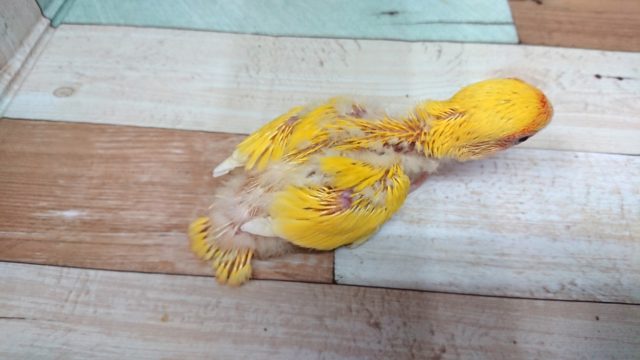 コザクラインコ（小桜インコ）