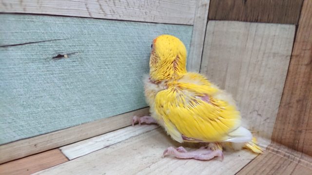 コザクラインコ（小桜インコ）