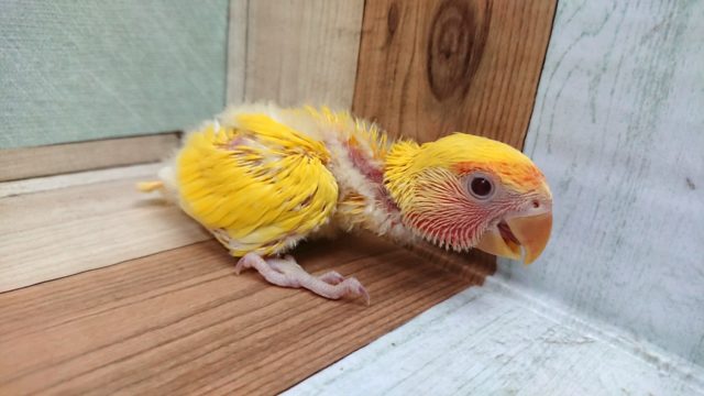 コザクラインコ（小桜インコ）