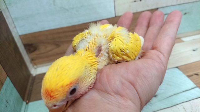 コザクラインコ（小桜インコ）