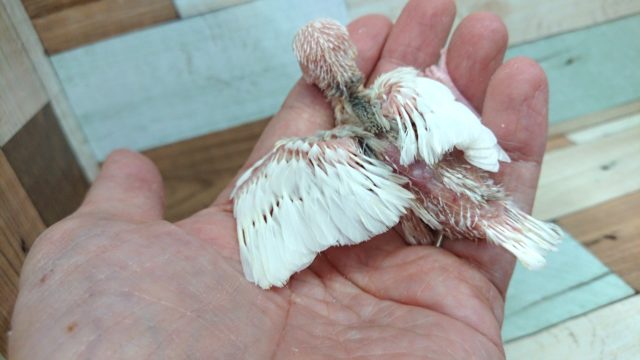 お待たせいたしました!白文鳥のヒナでゴザイマス!! 白文鳥