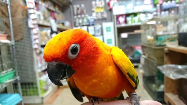 コガネメキシコインコ
