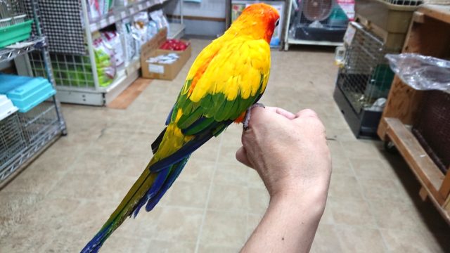 コガネメキシコインコ