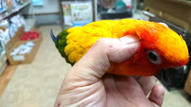 コガネメキシコインコ