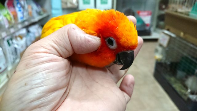 コガネメキシコインコ