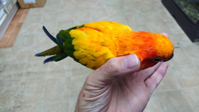 コガネメキシコインコ