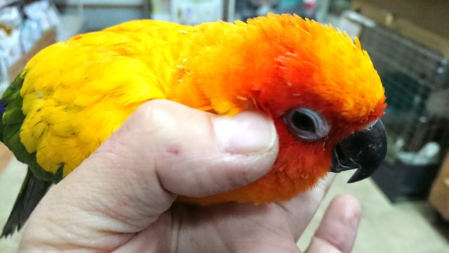 コガネメキシコインコ