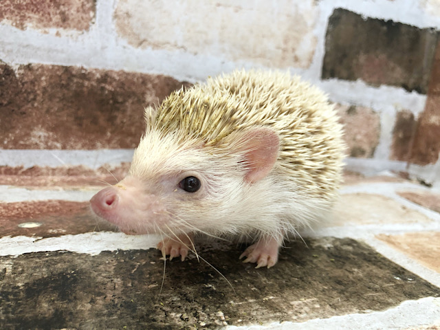 ハリネズミ（ヨツユビハリネズミ）