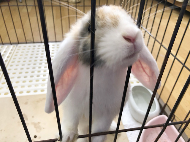 ロップイヤーラビット