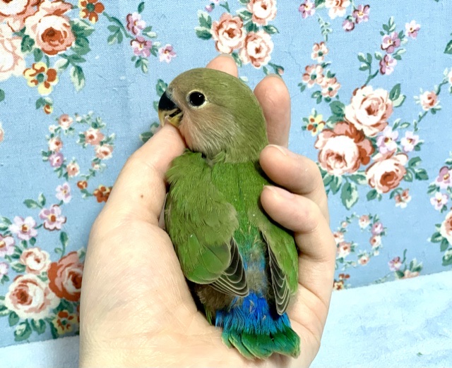 コザクラインコ（小桜インコ）
