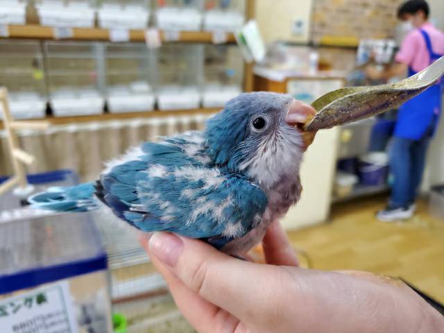 オキナインコ