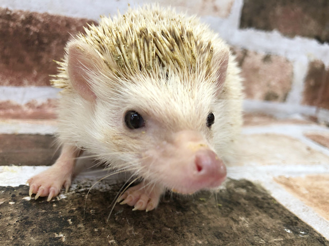 ハリネズミ（ヨツユビハリネズミ）