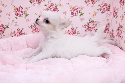 あふれ出る元気?! ロングコートチワワの女のコ 2020.10/14撮影 チワワ