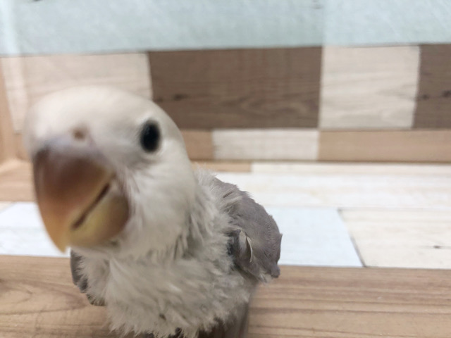 コザクラインコ（小桜インコ）