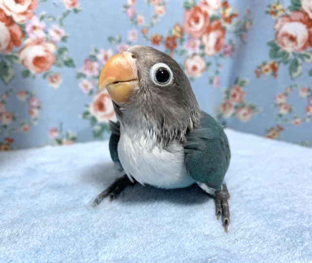 手乗りボタンインコ ブルー 11月4日 ボタンインコ