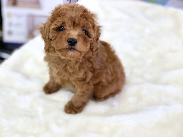トイプードル