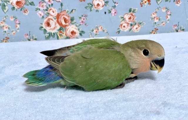 コザクラインコ（小桜インコ）