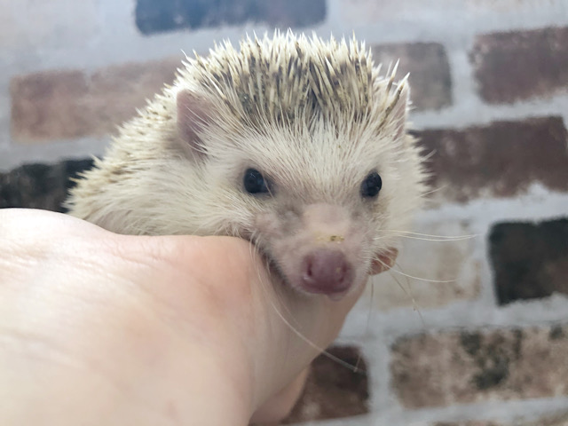 ハリネズミ（ヨツユビハリネズミ）