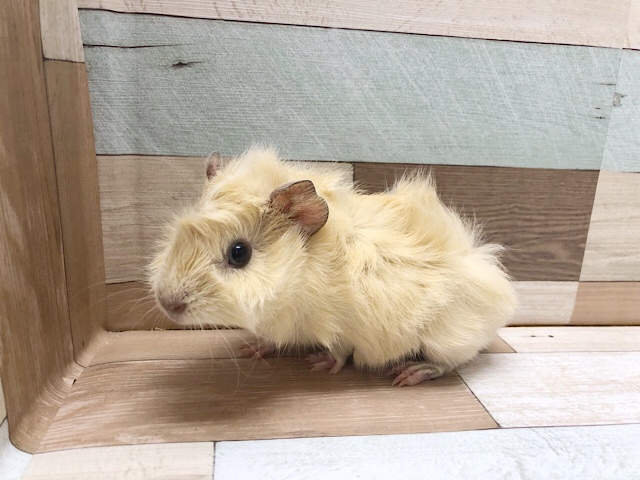 アビシニアンモルモット