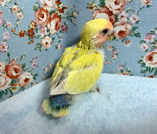 コザクラインコ（小桜インコ）