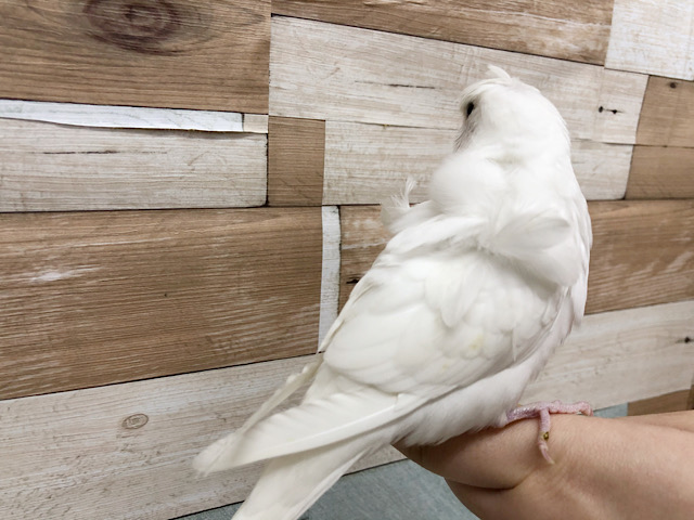 羽衣セキセイインコ