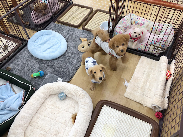 ミニチュアダックス