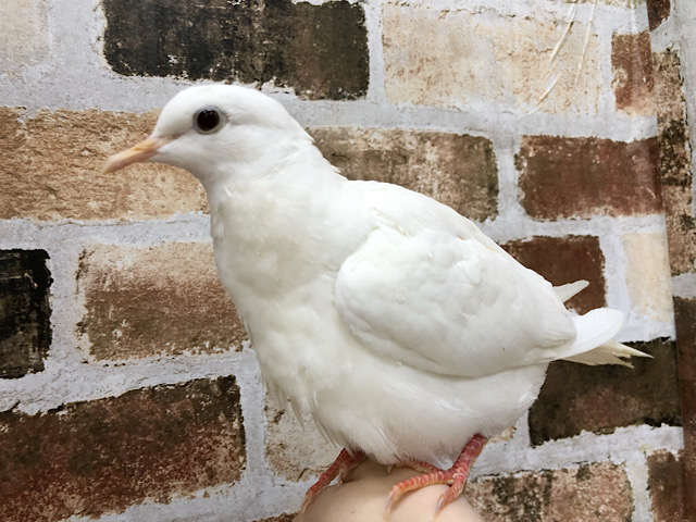 超ホヤホヤ最新画像☆12月28日撮影~ 手乗りなの!?ギンバト先輩〜! ギンバト