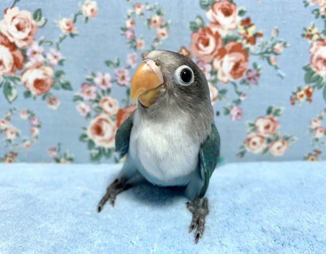 手乗りボタンインコ ブルー 11月4日 ボタンインコ