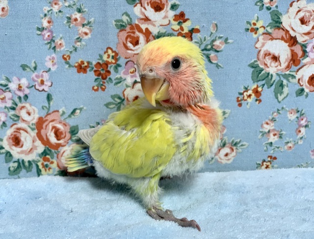 コザクラインコ（小桜インコ）