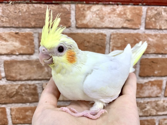 オカメインコ